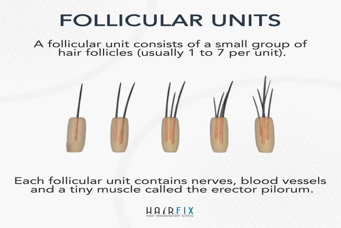 Hair and follicle transplant success rate